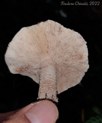 Cystolepiota pulverulenta