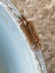 Halysidota cinctipes