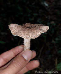 Cystolepiota pulverulenta