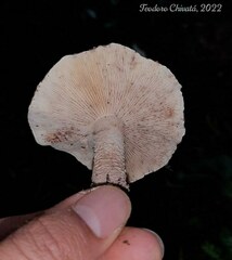Cystolepiota pulverulenta