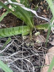 Ledebouria macowanii