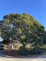Pittosporum pentandrum