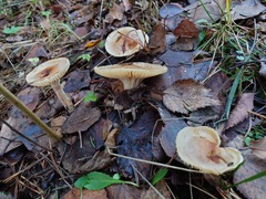 Hygrophorus discoideus