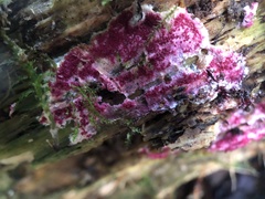 Chondrostereum purpureum