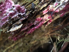 Chondrostereum purpureum