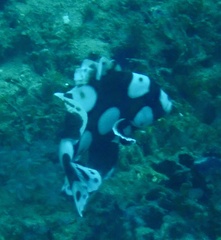 Plectorhinchus chaetodonoides