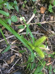 Carex comosa