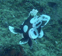 Plectorhinchus chaetodonoides