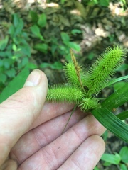 Carex comosa