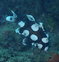 Plectorhinchus chaetodonoides