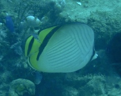 Chaetodon vagabundus