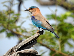 Coracias benghalensis
