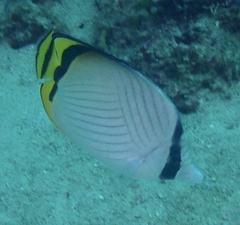 Chaetodon vagabundus