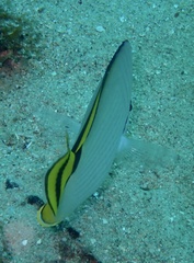Chaetodon vagabundus