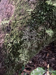 Hymenophyllum flexuosum
