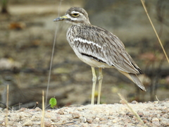 Burhinus indicus
