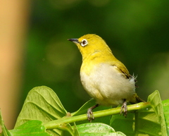 Zosterops palpebrosus