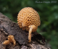 Favolaschia calocera