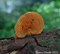 Favolaschia calocera