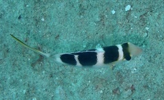 Monotaxis grandoculis