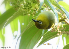 Zosterops palpebrosus