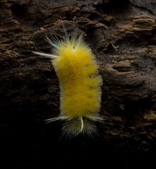 Lophocampa
