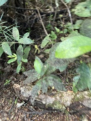 Melicytus ramiflorus