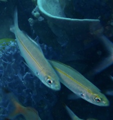 Pterocaesio tessellata