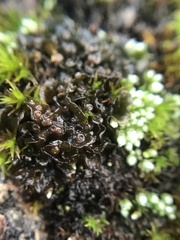 Lathagrium cristatum