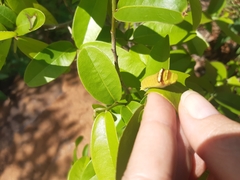 Papilio demodocus demodocus