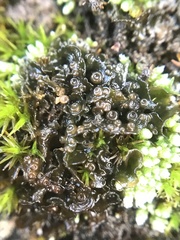 Lathagrium cristatum