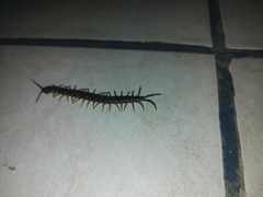 Scolopendra viridis