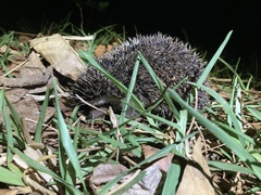 Atelerix albiventris