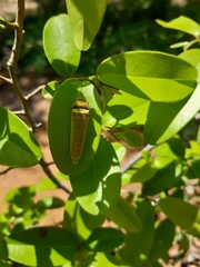 Papilio demodocus demodocus
