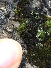 Lathagrium cristatum