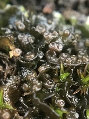 Lathagrium cristatum