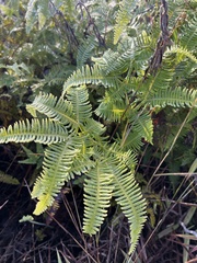 Gleicheniaceae