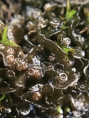 Lathagrium cristatum