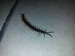 Scolopendra viridis