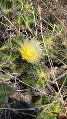 Ferocactus robustus