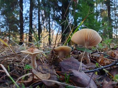Hygrophorus discoideus