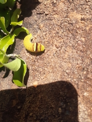 Papilio demodocus demodocus