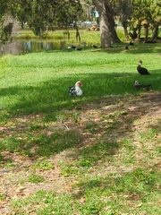 Cairina moschata domestica