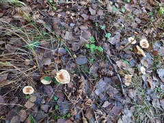 Hygrophorus discoideus