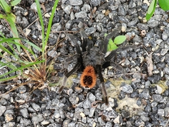 Tliltocatl epicureanus