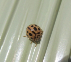 Tytthaspis sedecimpunctata