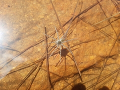 Nilus