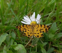 Pseudopanthera macularia