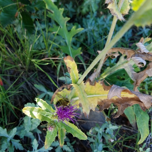 Image of Cirsium remotifolium by no rights reserved