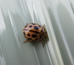 Tytthaspis sedecimpunctata